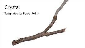  Presentation with single tree - Colorful slides enhanced with 1 limb - single dry tree branch isolated backdrop and a white colored foreground