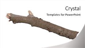  Presentation with single tree - Presentation theme enhanced with 1 limb - single dry tree branch isolated background and a white colored foreground