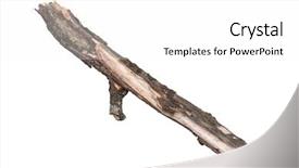  Presentation with single tree - Amazing PPT theme having 1 limb - single dry tree branch isolated backdrop and a white colored foreground
