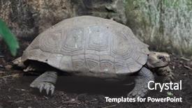  Presentation with tortoise - Cool new PPT theme with 1 malaysia - asian giant tortoise manouria emys backdrop and a dark gray colored foreground
