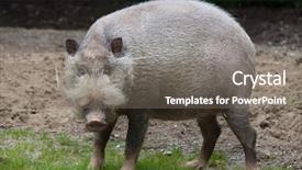  Presentation with pig - Slides with 1 malaysia - bornean bearded pig sus barbatus background and a gray colored foreground