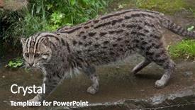  Presentation with fishing - Amazing theme having 1 malaysia - fishing cat prionailurus viverrinus wildlife backdrop and a dark gray colored foreground