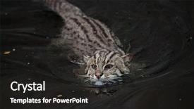  Presentation with fishing - Cool new slides with 1 malaysia - fishing cat prionailurus viverrinus wildlife backdrop and a dark gray colored foreground