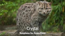  Presentation with wildlife - Presentation design featuring 1 malaysia - fishing cat prionailurus viverrinus wildlife background and a dark gray colored foreground