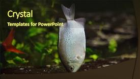  Presentation with fish - Presentation design featuring 1 malaysia - kissing gourami helostoma temminckii also background and a wine colored foreground