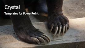  Presentation with malaysia - Presentation theme with 1 malaysia - malayan sun bear helarctos malayanus background and a black colored foreground