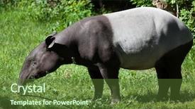  Presentation with wildlife - Theme having 1 malaysia - malayan tapir tapirus indicus also background and a tawny brown colored foreground