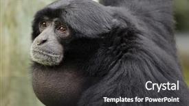  Presentation with life - Audience pleasing slide set consisting of 1 malaysia - siamang symphalangus syndactylus wild life backdrop and a dark gray colored foreground