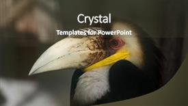  Presentation with bar - Cool new presentation theme with 1 malaysia - wreathed hornbill rhyticeros undulatus also backdrop and a tawny brown colored foreground