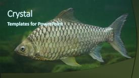  Presentation with modern eye glasses on yellow - PPT theme enhanced with 1 malaysia - yellow eyed silver barb hypsibarbus background and a tawny brown colored foreground