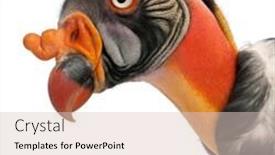  Presentation with king - Slides with 10-years-old-king-vulture background and a lemonade colored foreground