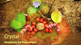  Presentation with aging - Audience pleasing PPT theme consisting of 11 pictures - aging autumn fruits collection photography backdrop and a tawny brown colored foreground