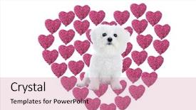  Presentation with hot pink white - Cool new slide set with 14th feb - valentines day heart made backdrop and a coral colored foreground