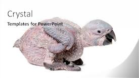  Presentation with chick - PPT layouts consisting of 15-day-old-chick-blue background and a white colored foreground