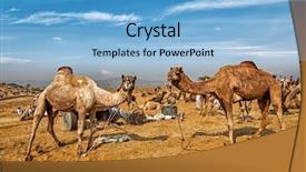  Presentation with rajasthan - Cool new slides with 16 9 - panoramic image of camels backdrop and a light blue colored foreground