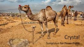  Presentation with camel - Cool new slides with 16 9 - panoramic image of camels backdrop and a gold colored foreground