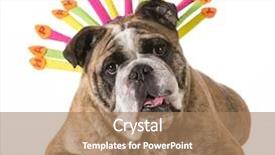  Presentation with happy birthday bicycle - Colorful slide set enhanced with 2 year old brindle male backdrop and a coral colored foreground