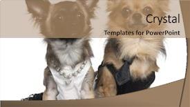  Presentation with wedding white - PPT theme enhanced with 2 years old in wedding background and a coral colored foreground