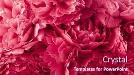  Presentation with peony flower - Theme having 2023-color-viva-magenta-beautiful background and a crimson colored foreground