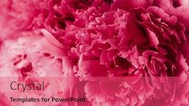  Presentation with peony - Slide deck having 2023-color-viva-magenta-beautiful background and a red colored foreground