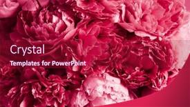  Presentation with peony flower - Presentation theme featuring 2023-color-viva-magenta-beautiful and a crimson colored foreground