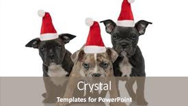  Presentation with bully - Audience pleasing PPT theme consisting of 3-american-bully-dogs-sitting backdrop and a gray colored foreground