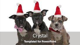  Presentation with bully - Theme consisting of 3-american-bully-dogs-wearing background and a dark gray colored foreground