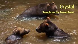  Presentation with brown bear - Slide set having kamchatka brown bear ursus arctos background and a tawny brown colored foreground
