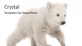  Presentation with polar bear - Theme having three bears - polar bear cub ursus maritimus background and a white colored foreground