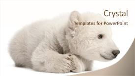  Presentation with polar bear - Audience pleasing PPT layouts consisting of three bears - polar bear cub ursus maritimus backdrop and a cream colored foreground