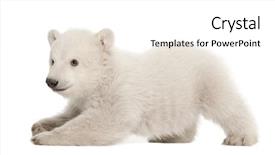  Presentation with polar bear - Beautiful PPT layouts featuring three bears - polar bear cub ursus maritimus backdrop and a  colored foreground