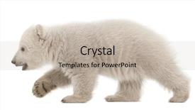  Presentation with polar bear - Presentation theme having three bears - polar bear cub ursus maritimus background and a mint green colored foreground