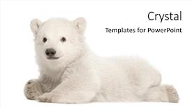  Presentation with polar bear - Slides with three bears - polar bear cub ursus maritimus background and a white colored foreground