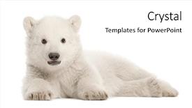  Presentation with polar bear - Slides enhanced with romantic young blonde woman looking at camera fashion photo girl with long healthy hair and perfect makeup studio shot background and a light gray colored foreground