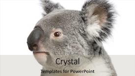  Presentation with shot - Theme enhanced with three bears - portrait of male koala bear background and a light gray colored foreground