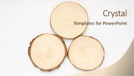  Presentation with tree rings - Presentation theme consisting of 3 circles - three pine tree cross-sections background and a cream colored foreground