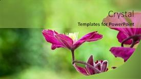  Presentation with clematis - Slide deck enhanced with 3-clematis-blossom-closeup-side background and a yellow colored foreground