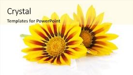  Presentation with paper quilling colorful paper flowers - PPT layouts with 3 colors - colorful daisy flowers isolated background and a blonde colored foreground