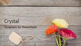  Presentation with paper quilling colorful paper flowers - Audience pleasing presentation consisting of 3 colors - three colorful gerbera flowers backdrop and a mint green colored foreground