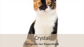  Presentation with young grey maine coon cat - Amazing presentation design having 3 colors - turtle three color young cat backdrop and a coral colored foreground