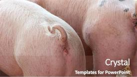  Presentation with old pen - Colorful presentation design enhanced with 3 day old baby pigs backdrop and a violet colored foreground