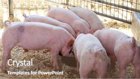  Presentation with old pen - PPT theme having 3 day old baby pigs background and a tawny brown colored foreground