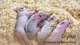  Presentation with old pen - PPT layouts enhanced with 3 day old baby pigs background and a coral colored foreground