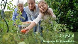  Presentation with vegetable garden - Presentation with 3 generation family picking tomatoes in vegetable garden background and a tawny brown colored foreground