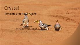  Presentation with birds - Colorful presentation theme enhanced with 3 hornbill birds on the sand on the ground botswana africa backdrop and a coral colored foreground