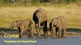  Presentation with elephants - PPT theme consisting of 3 legged 5 - three young african elephants loxodonta background and a tawny brown colored foreground