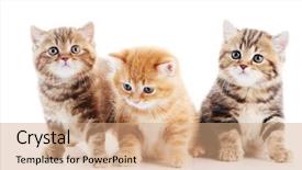  Presentation with british - Audience pleasing slide deck consisting of 3 pairs - three lying british shorthair kittens backdrop and a coral colored foreground