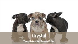  Presentation with bully - Slide set having 3 steps - 3 american bully dogs laying background and a coral colored foreground