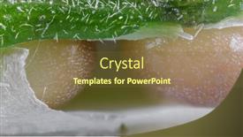  Presentation with okra - Slide set having 3-times-close-up-shot background and a tawny brown colored foreground