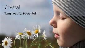  Presentation with chamomile - Presentation theme with 3-years-old-boy-smelling background and a light blue colored foreground